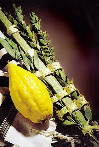 Standard Kosher Le-bracha Israeli Esrog and Lulav Set